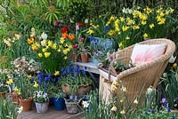 A colourful spring container garden with daffodils, tulips, grape hyacinths and violas surrounding a garden chair.
