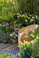 A decked seating area with colourful spring container display of daffodils, tulips, grape hyacinths and violas.