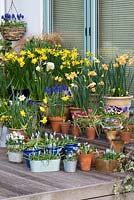 A colourful spring container display of daffodils, tulips, grape hyacinths, hellebores and violas on a wooden deck.