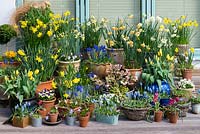 A colourful spring container display with daffodils, tulips, grape hyacinths, hellebore and violas.