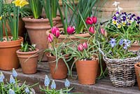 Colourful spring containers planted with Tulipa hageri 'Little Beauty', Chionodoxa luciliae, muscari and violas.