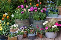 A spring container display with Tulipa 'Angelique' and 'Blue Diamond', ipheion, muscari, viola and ranunculus.