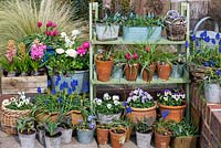 A spring container display of tulips, grape hyacinths, chionodoxa, ranunculus, hyacinths and violas.