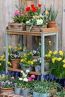 A potting bench with spring container display of tulips, daffodils, hyacinths, primroses, grape hyacinths, buttercups and violas.