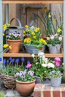A potting bench with spring container display of daffodils, primroses, violas, grape hyacinths and buttercups.