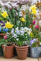 A potting bench with colouful spring containers of Muscari aucheri 'Ocean Magic', Narcissus 'Lemon Sailboat', Tulipa hageri 'Little Beauty', Chionodoxa luciliae and violas.