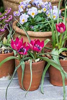 Terracotta pots planted with Tulipa hageri 'Little Beauty', violas and heather.