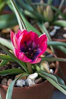 A terracotta pot planted with Tulipa hageri 'Little Beauty'.
