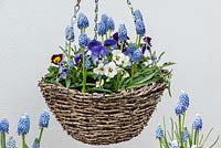 A hanging basket with Muscari aucheri 'Ocean Magic' underplanted with violas.