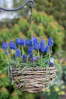 A woven hanging basket with Muscari 'Artist' underplanted with violas.