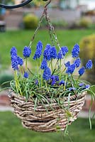 A woven haging basket with Muscari 'Artist' underplanted with violas.