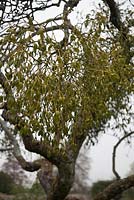 Viscum album attached to tree branch - Mistletoe