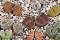 Lithops - Stone Plants