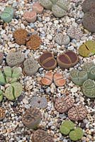Lithops - Stone Plants