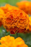 Marigold 'Zenith Extra Red'
