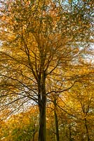Fagus sylvatica- beech trees, autumn