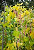Borlotti beans showing yellowing leaves so ready to be picked for drying