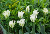 Tulipa 'Spring Green' and Euphorbia oblongata