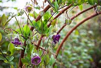Cobaea scandens 'Purple' growing over metal arches. Cup and saucer vine