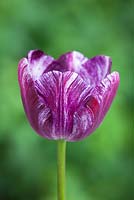 Tulipa 'Modern Style'