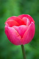 Tulipa 'Roussillon'