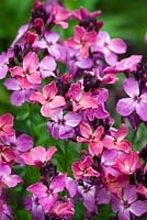 Cheiranthus cheiri F1 Hybrid 'Sunset Dark Purple'. Wallflower
