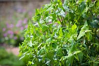 Euphorbia lathyris, Caper bush, Caper spurge