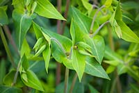 Euphorbia lathyris, Caper bush, Caper spurge