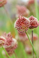 Allium 'Red Mohican', June