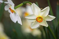 Narcissus 'Actea', May