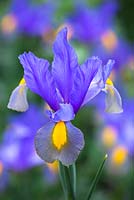 Dutch Iris 'Gypsy Beauty'