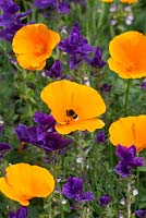 Eschscholzia Californica 'Orange King' with Salvia Viridis 'Blue'with a bee