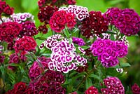 Dianthus barbatus 'Electron Auricula-eyed Mixed' - Sweet William in a glass vase