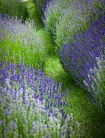 Lavandula angustifolia 'Munstead' and Lavandula 'Hidcote Blue' synonym of Lavandula angustifolia 'Hidcote'. Grass path lined with lavender. 
