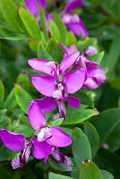 Polygala myrtifolia - Sweet pea shrub