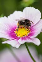 Bee on Cosmos bipinnatus 'Daydream'