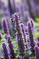 Agastache foeniculum with Bee 