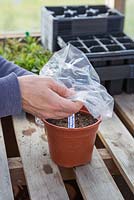 Cover the pot of newly planted Rhodochiton seeds with a polythene bag to retain heat and moisture