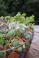 Detail of Succulents and terracotta pots in the hanging basket