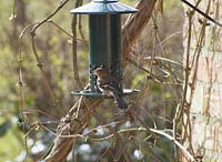 Male chaffinch - Fringilla Coelebs eating seeds from a squirrel proof bird feeder in winter. Gowan Cottage
