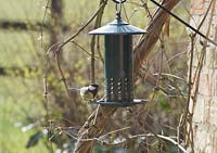 Great tit - Parus major eating seeds from a squirrel proof bird feeder in winter. Gowan Cottage