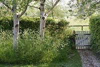 Betula utilis var jacquemontii - silver birch trees underplanted with Anthriscus sylvestris - cow parsley with path and gate in the early morning light - Gowan Cottage in May.