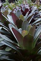 Alcantarea imperialis rubra, a mass planting in a garden showing its large strappy grey green leaves blushed with purple.
