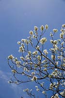Jacaranda mimosifolia 'Alba', detail of white thimble shape flowers on a large tree.