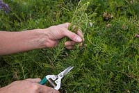 Taking softwood cuttings of Grevillea