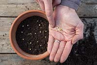 Sowing Jalapeno Pepper seeds in a terracotta pot