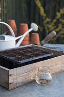 Ipomoea purpurea 'Sunrise Serenade' seeds soaking in water with tray ready for planting
