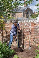 Plant the common Hornbeam in the hole below ground level