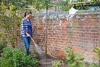 Give the common Hornbeam Espalier trees a good water