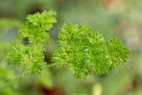 Petroselinum crispum - Parsley 'Champion Moss Curled'